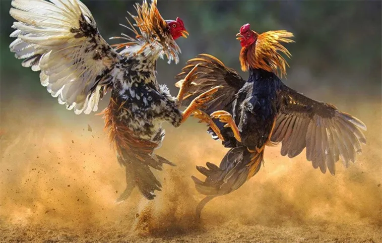 Hướng Dẫn Chi Tiết Cách Chơi Đá Gà WS168 VN88 Hiệu Quả 1 Hướng Dẫn Chi Tiết Cách Chơi Đá Gà WS168 VN88 Hiệu Quả